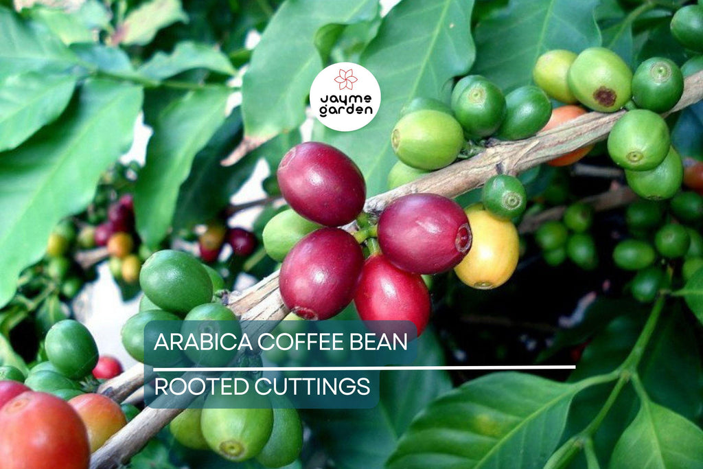 Arabica Coffee Plant | Live Rooted Starter | Grow & Brew Your Own Coffee | Indoor and Outdoor | Great Gift for Coffee Lovers