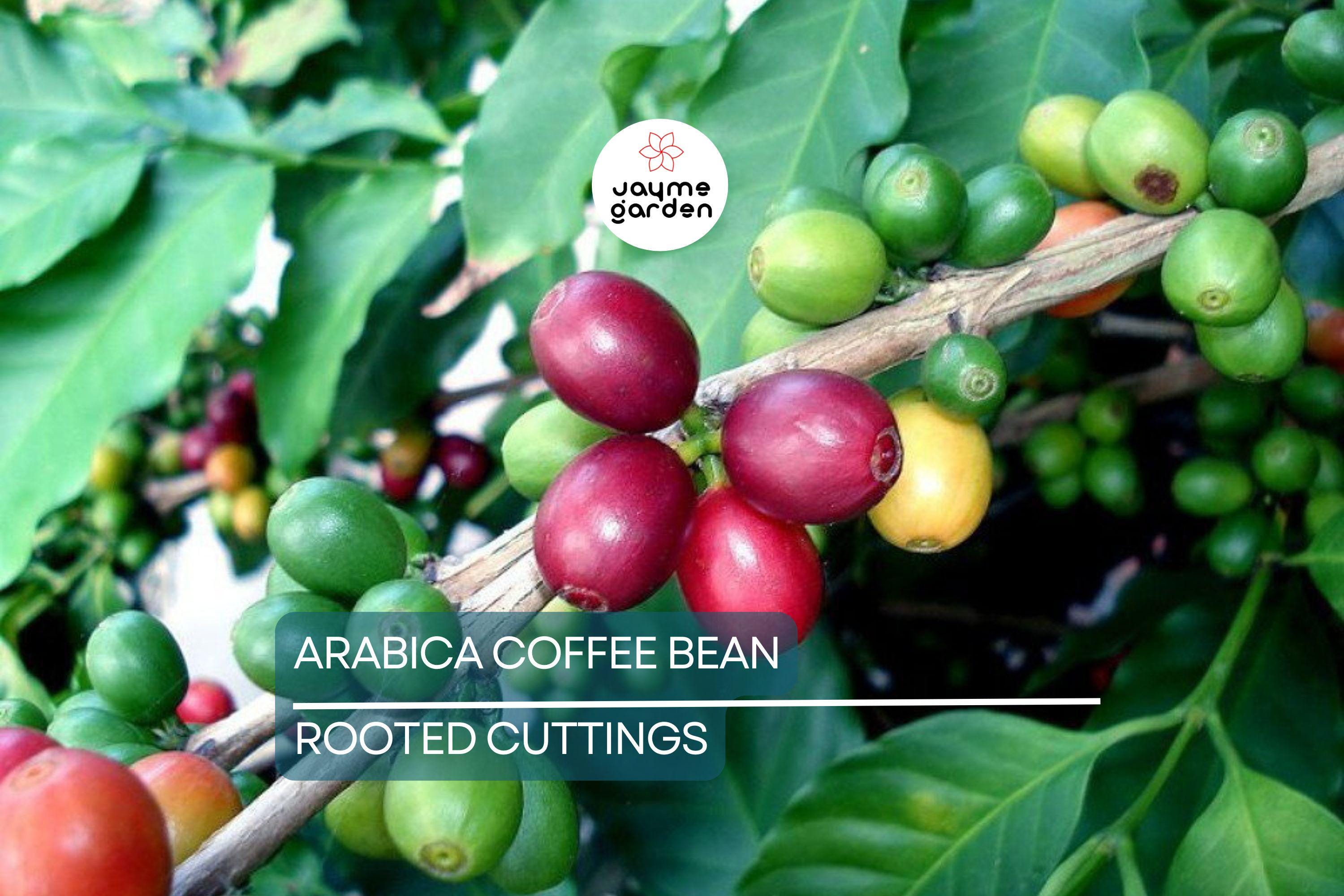 Arabica Coffee Plant | Live Rooted Starter | Grow & Brew Your Own Coffee | Indoor and Outdoor | Great Gift for Coffee Lovers