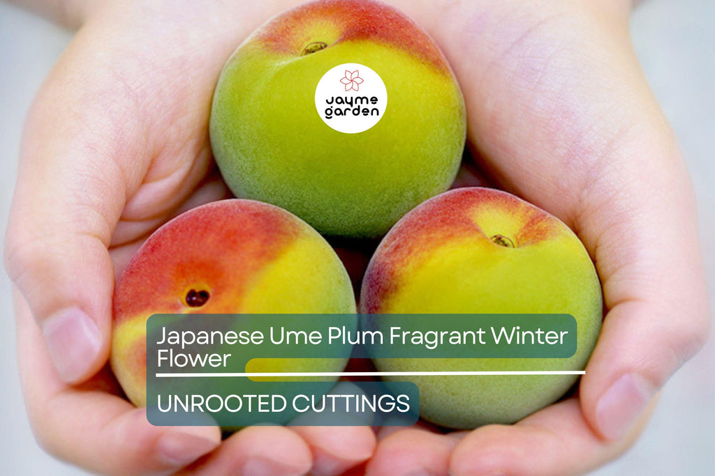Japanese Ume Plum – 4 Cuttings, Fragrant Winter Flowers & Edible Fruits, Umeboshi and Umeshu  Can't ship to Ca, Fl, Hi, Az