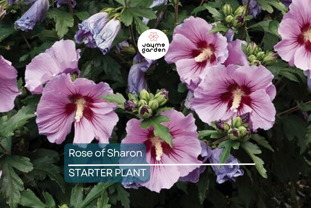 Rose of Sharon Seedlings | Flowering Hibiscus Bush Starter Plant | Easy-to-Grow Outdoor Shrub with Stunning Blooms