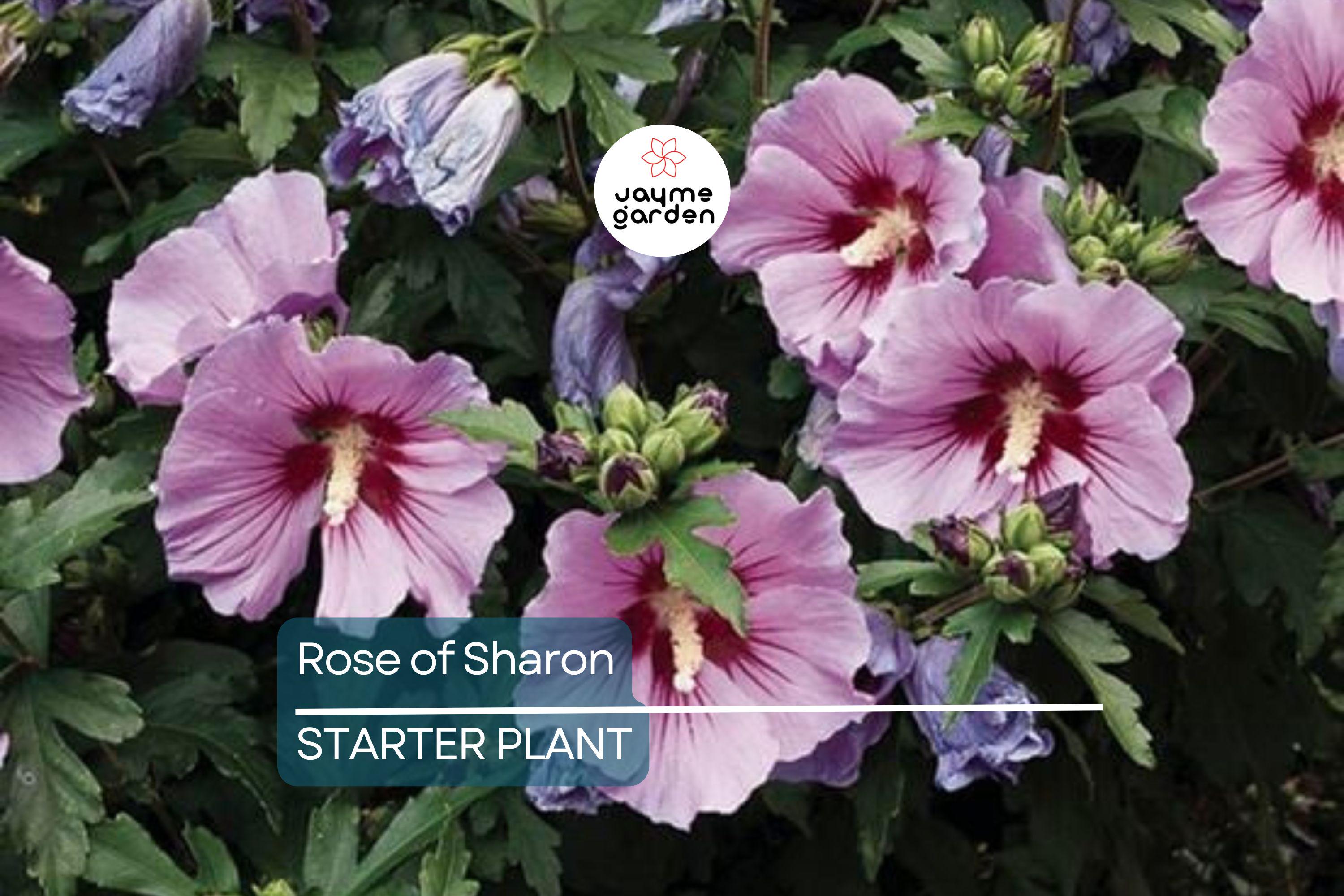 Rose of Sharon Seedlings | Flowering Hibiscus Bush Starter Plant | Easy-to-Grow Outdoor Shrub with Stunning Blooms