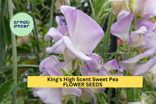 50+ King's High Scent Sweet Pea Seeds – Cream & Lavender Blooms with Exceptional Fragrance, Climbing Vines for Trellises – USA