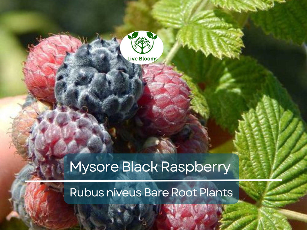 1 Mysore Black Raspberry Plant - Rubus Niveus - Bare Root Starter Fruit Plant for Garden and Orchard