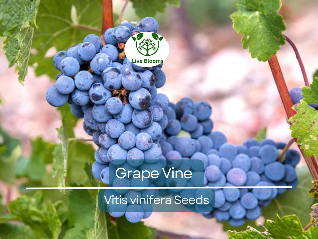 30 Grape Vine Seeds (Vitis vinifera) | Wine Grape Seeds for Planting | Grow Your Own Grapes, Perfect for Vineyards & Home Gardens