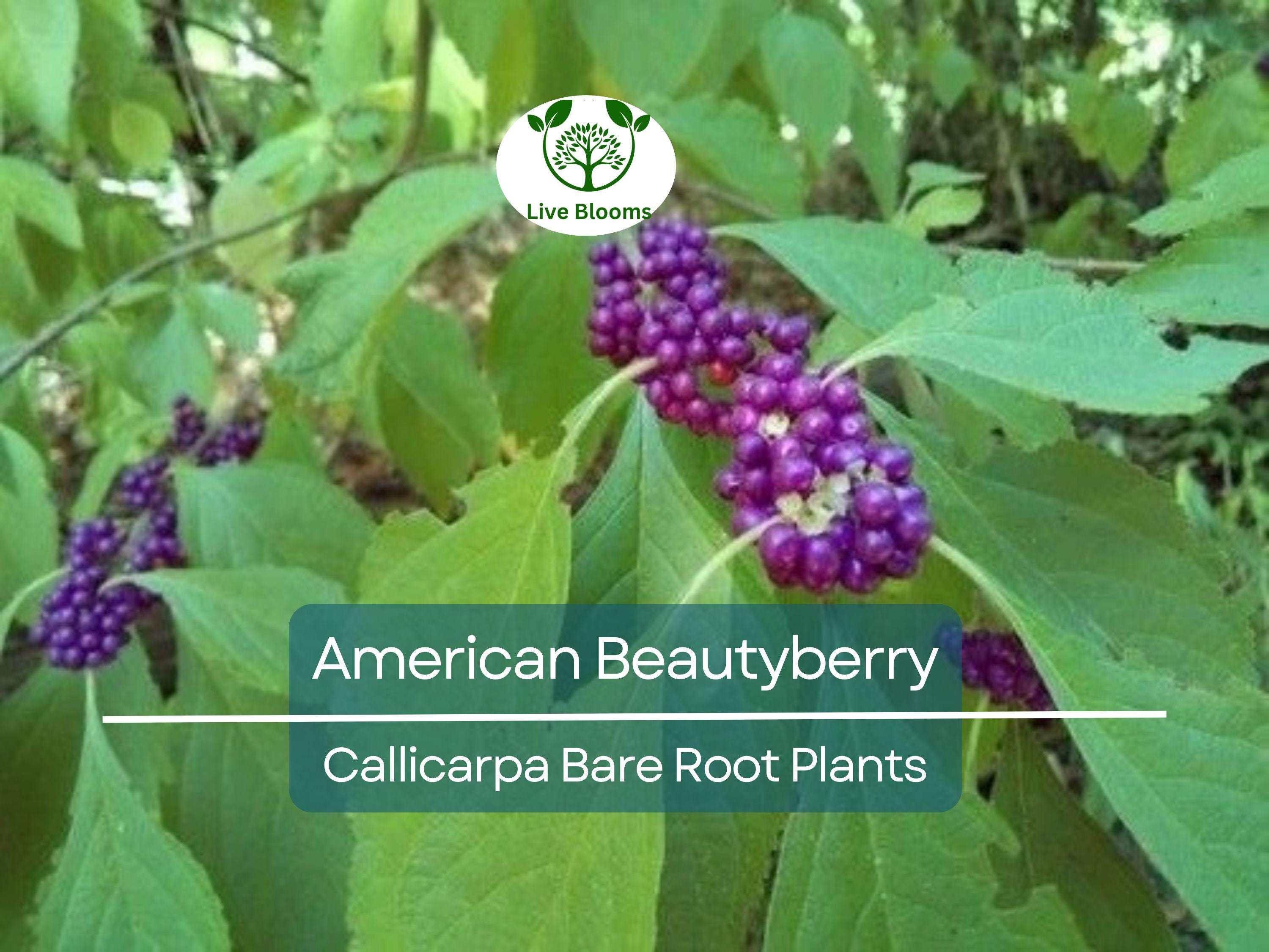 1 American Beautyberry – Live Bare Root Plant – Callicarpa americana – Native Shrub with Edible Purple Berries for Wildlife & Garden