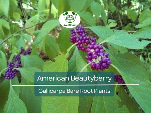 1 American Beautyberry – Live Bare Root Plant – Callicarpa americana – Native Shrub with Edible Purple Berries for Wildlife & Garden