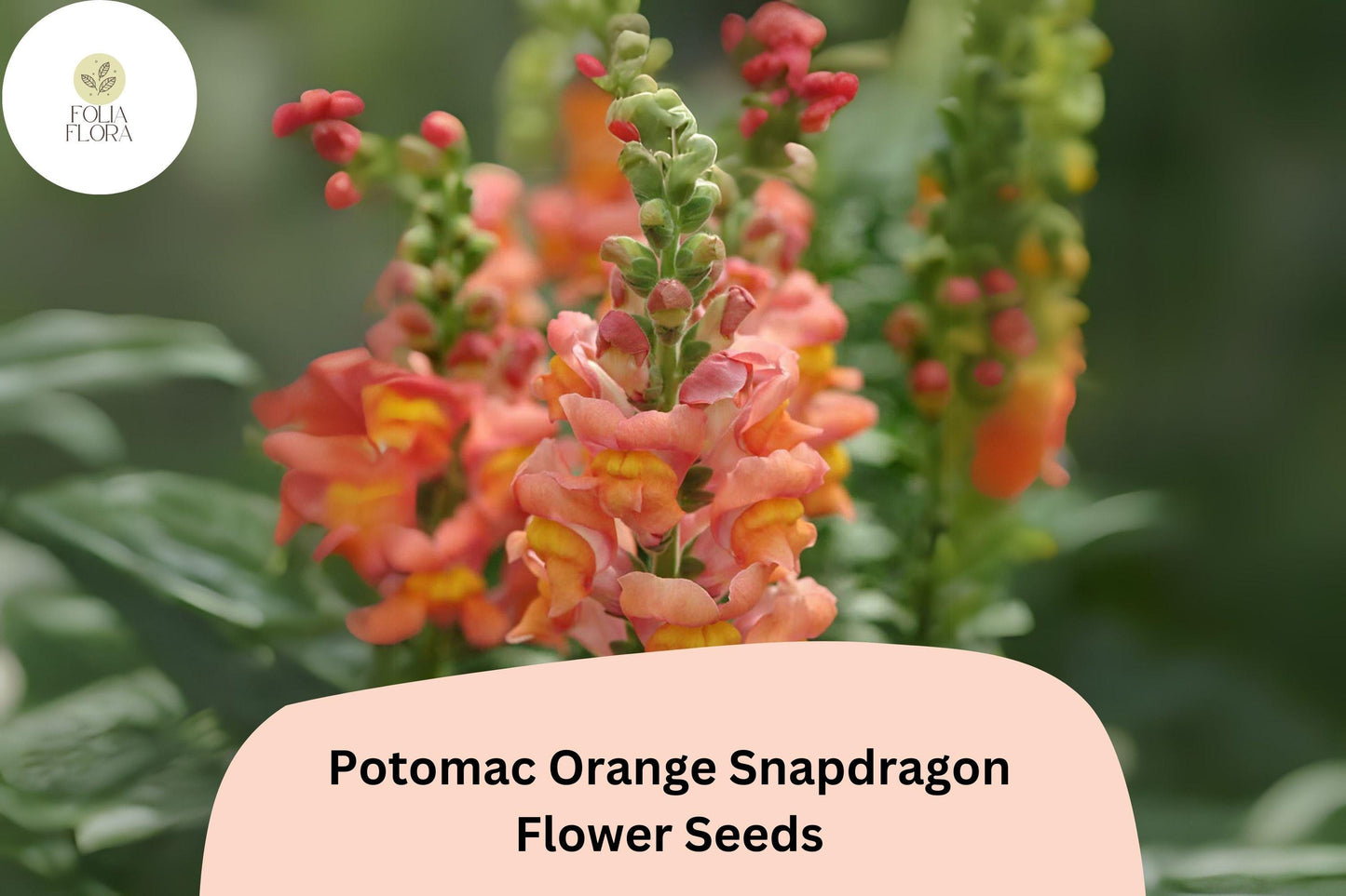 Antirrhinum majus Potomac Orange Snapdragon Seeds – 1000+ Bright Tangerine Blooms for Garden & Cut Flowers