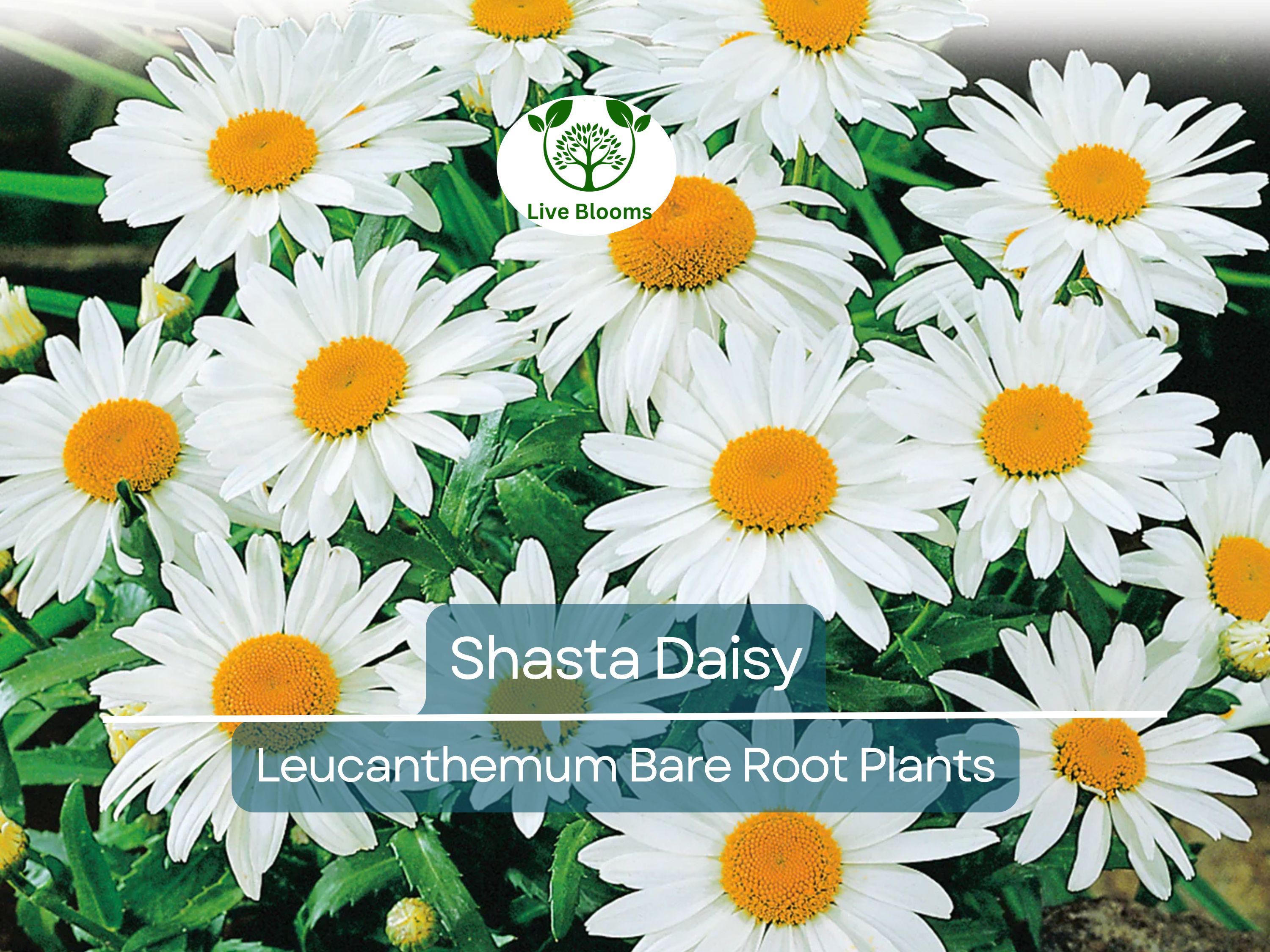 1 Shasta Daisy – Live Bare Root Perennial Plant – Classic White Summer Blooms – Easy-Care Garden Flower for Borders & Pollinators