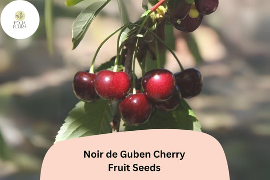 10+ Noir de Guben Cherry Seeds – Rare, Sweet, Juicy Black Cherry Tree