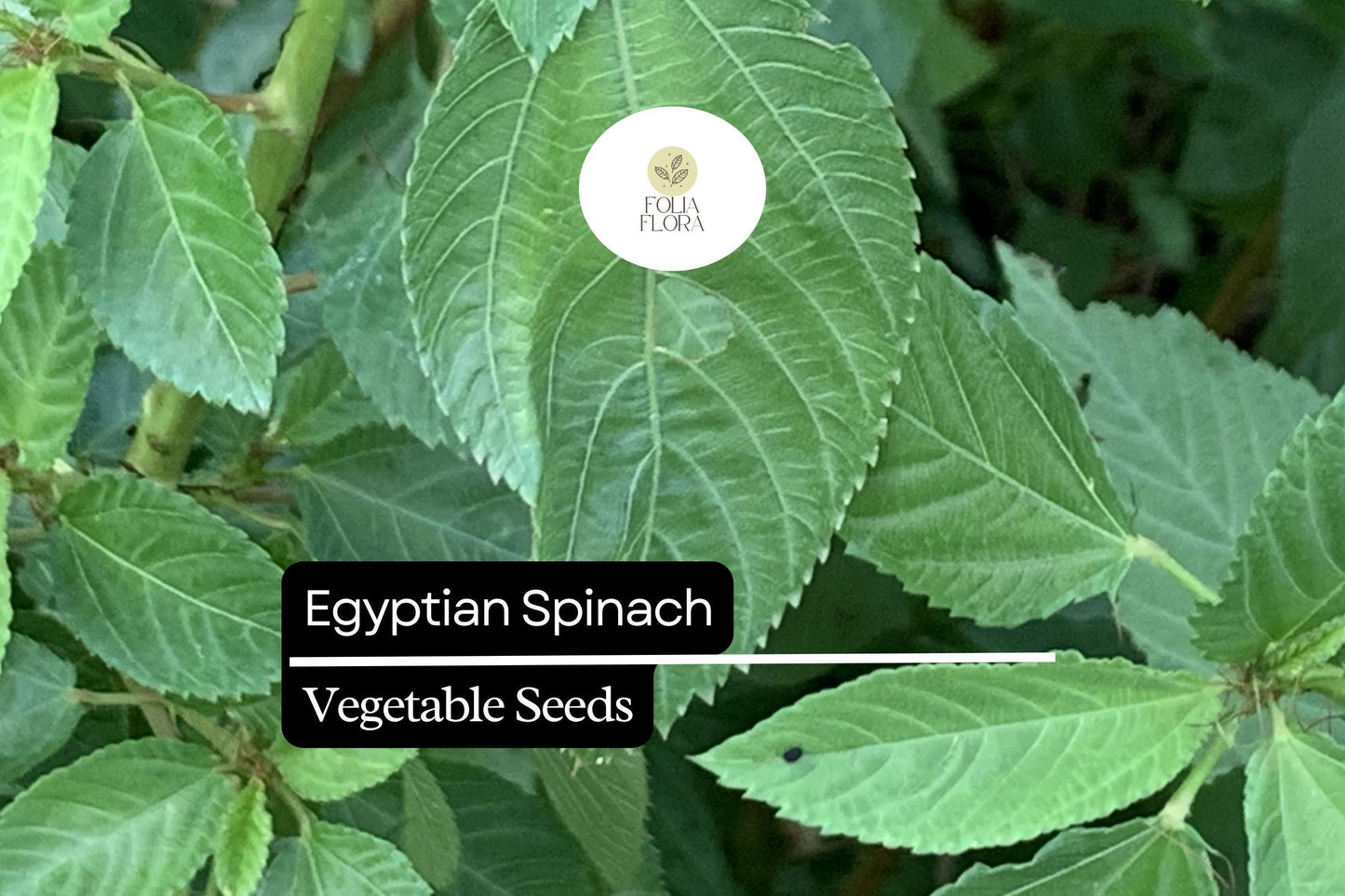 Egyptian Spinach Seeds | 25 Molokhia Seeds | Heat-Loving Leafy Green for Summer Gardening & Culinary Use