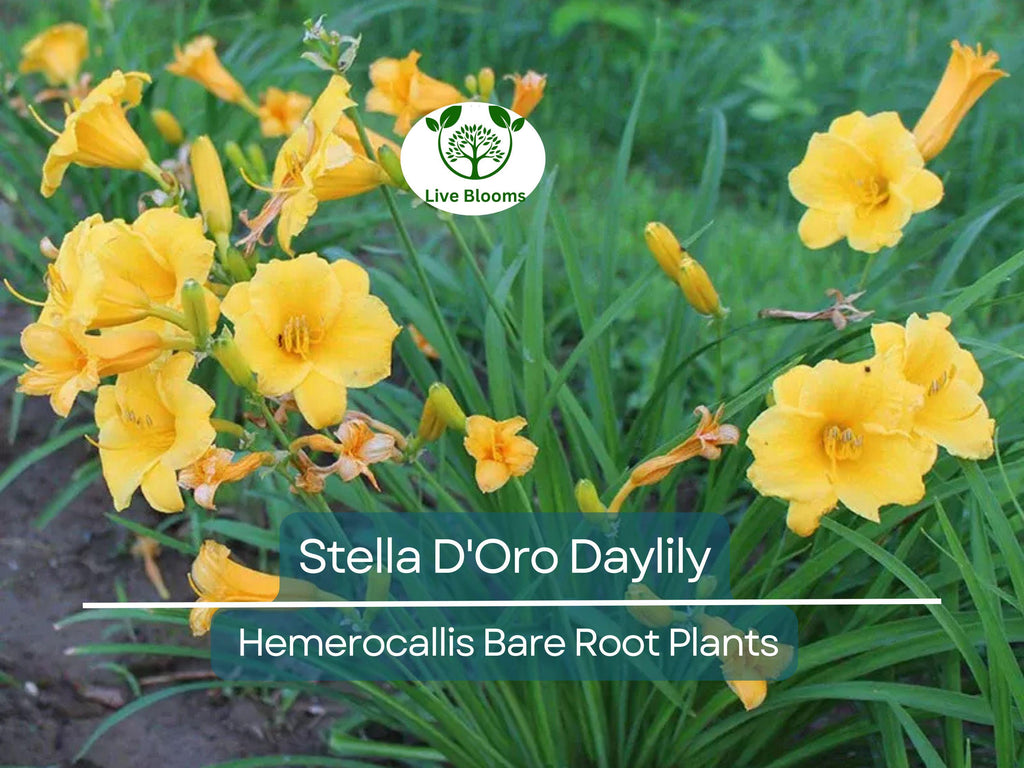 3 Stella D'Oro Daylily Bare Root Plants – Hemerocallis ‘Stella de Oro’ – Mini Border Lily, Hardy Perennial, Long Blooming Yellow