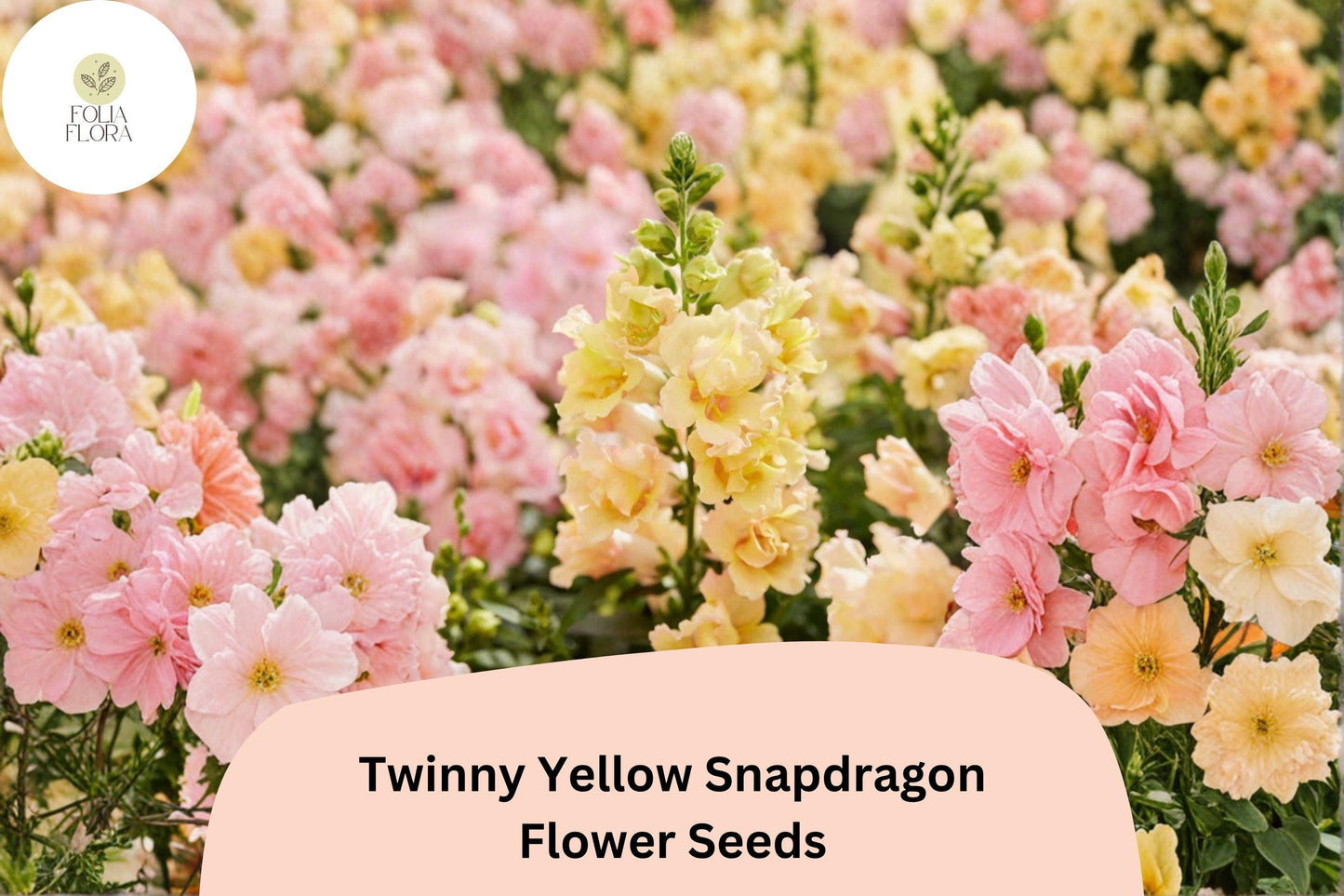 1000+ Twinny Yellow Shades Snapdragon Seeds | Antirrhinum majus | Double Yellow Blooms for Beds & Borders