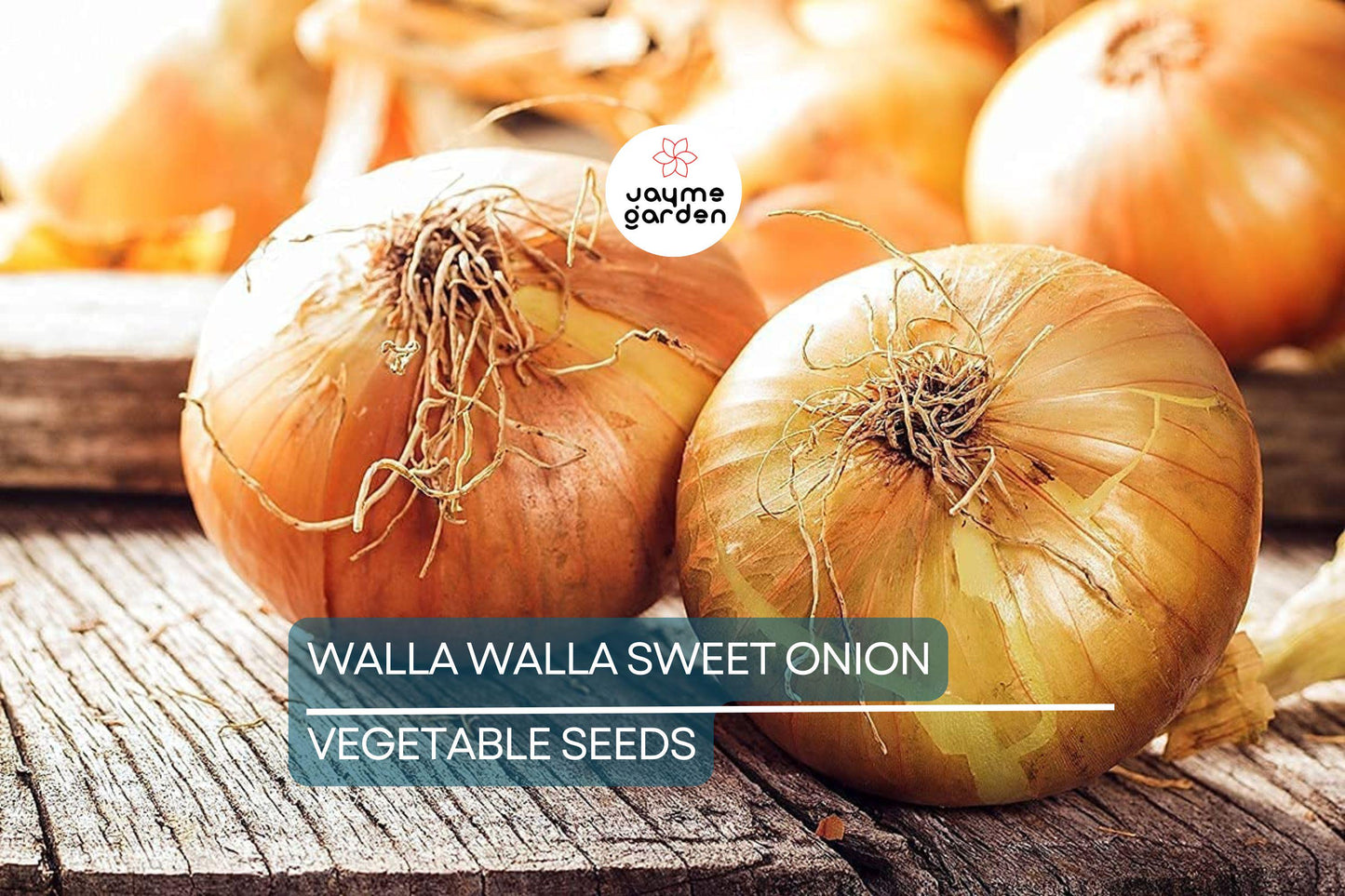 1000 Walla Walla Sweet Onion Seeds – Heirloom, Non-GMO | USA Seller, Free Shipping