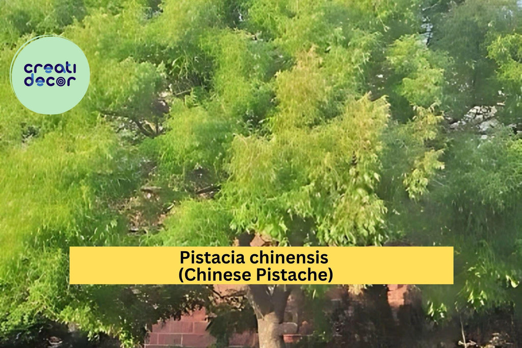 Chinese Pistache Live Tree 18” Tall – Pistacia chinensis Starter, Vibrant Autumn Foliage, Compact Bonsai or Shade Tree for Garden, Zone 6–9