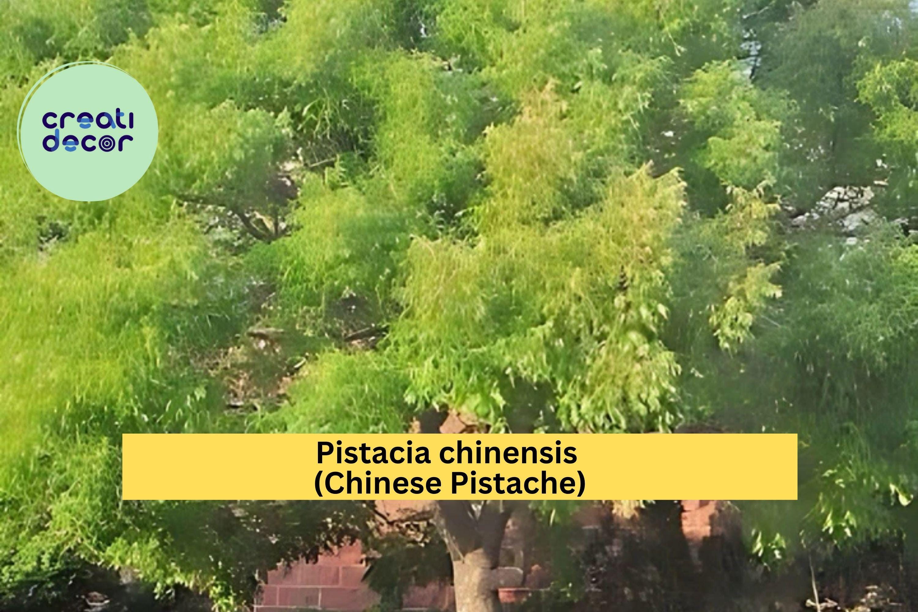 Chinese Pistache Live Tree 18” Tall – Pistacia chinensis Starter, Vibrant Autumn Foliage, Compact Bonsai or Shade Tree for Garden, Zone 6–9