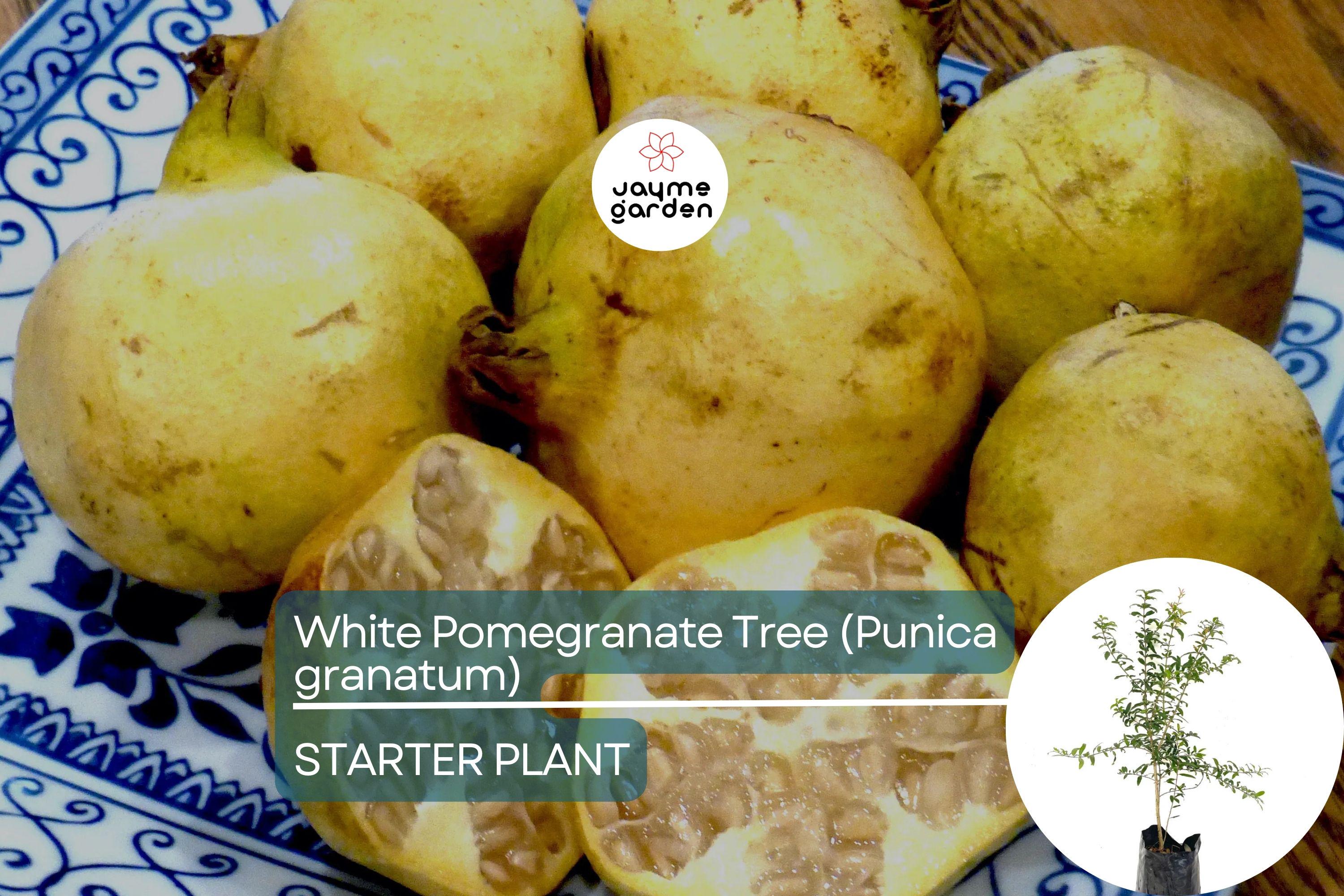 White Pomegranate Tree Live Starter Plant 12-24" | Sweet Tropical Fruit Tree | Low Maintenance & Drought Tolerant | USDA Zones 7-11