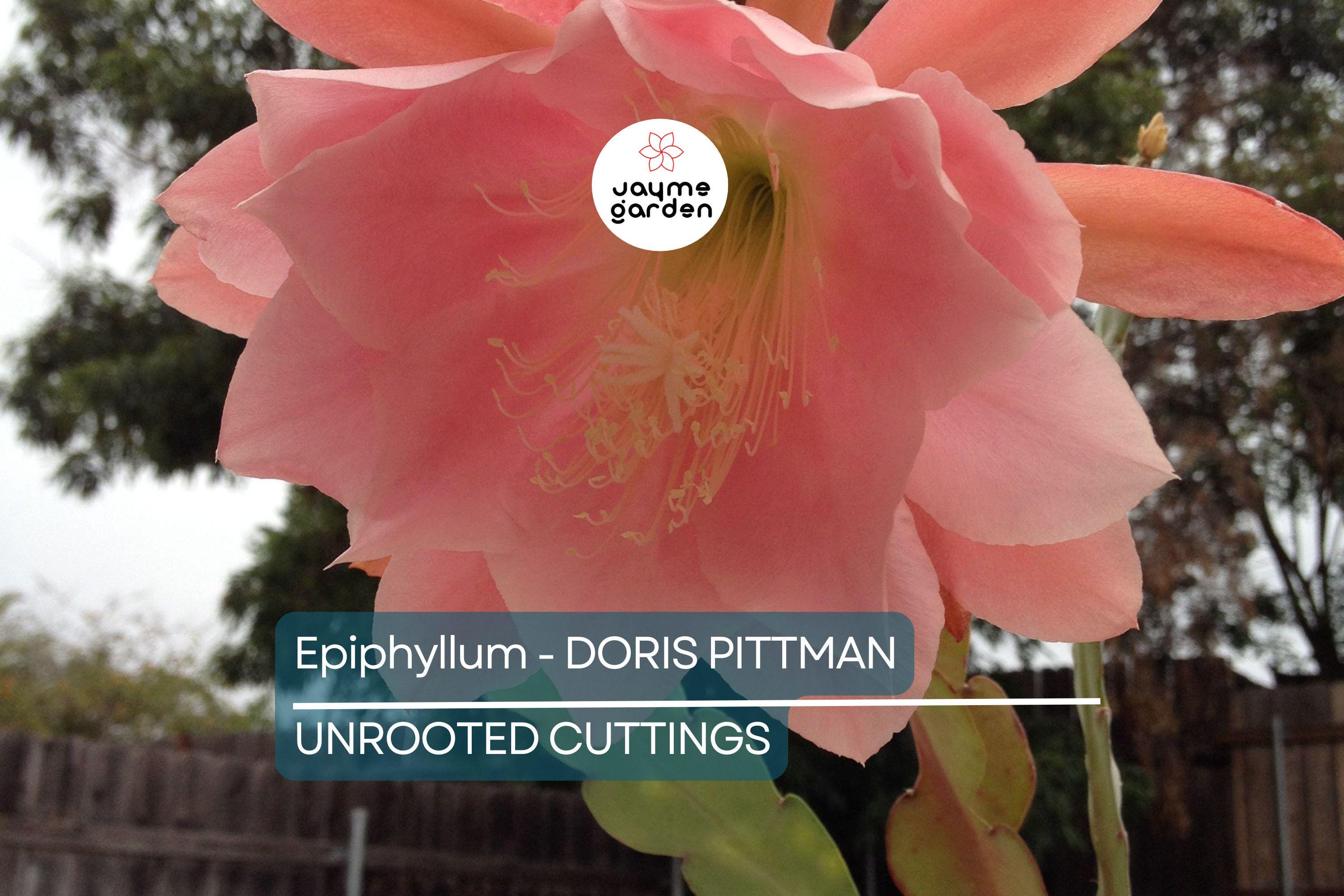 Epiphyllum 'Doris Pittman' | Unrooted Orchid Cactus Cutting (4-8") | Large Pink-Orange Blooms | Rare Variety
