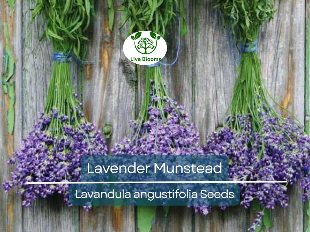 200 Seeds Lavender ‘Munstead’ – Lavandula angustifolia – Fragrant Perennial Herb – Non-GMO for Drying, Containers, Pollinators