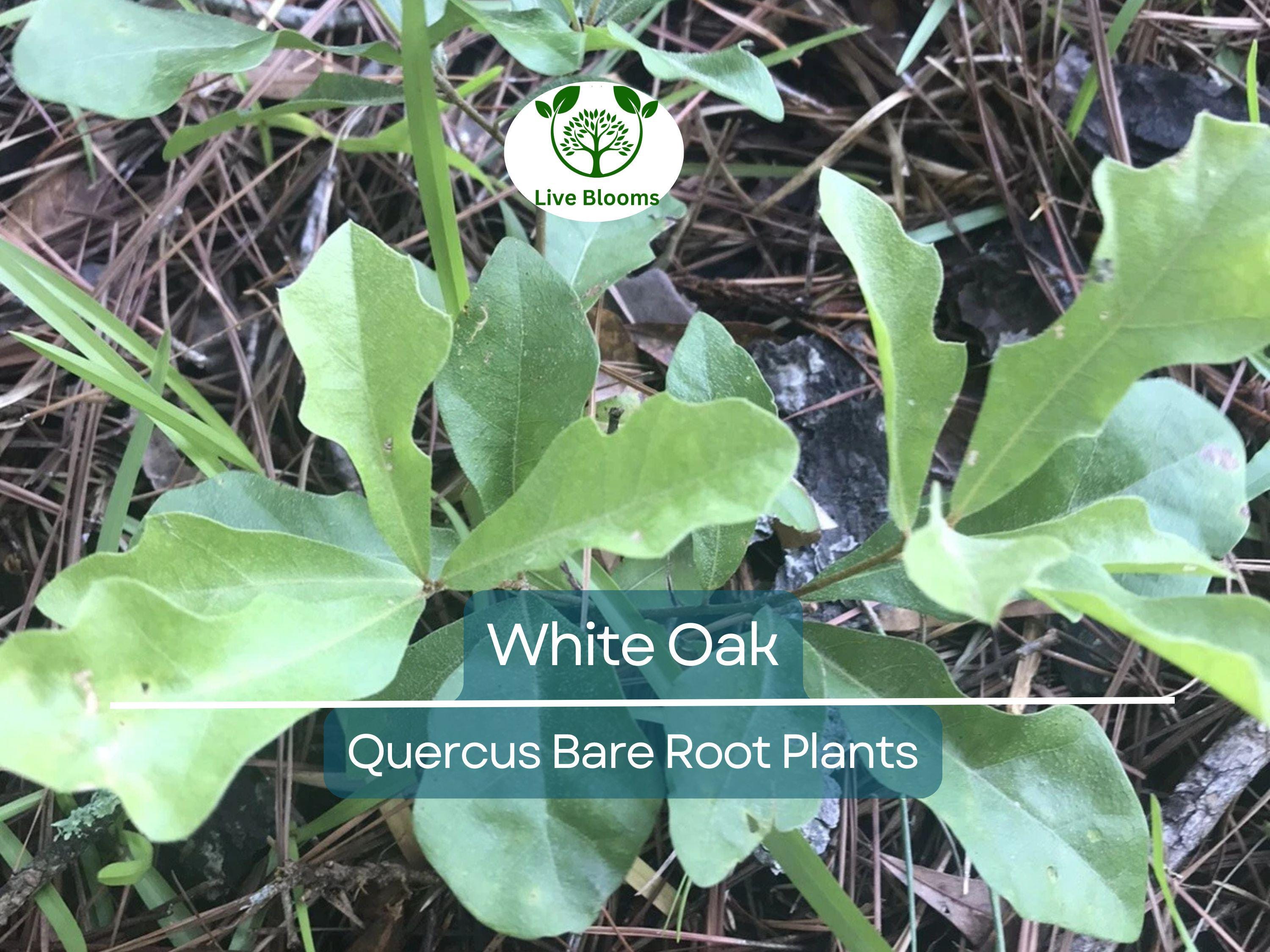 5 White Oak Tree Seedlings – Live Bare Root Saplings (6–12") – Quercus alba – Native Shade Tree Grown from Acorn