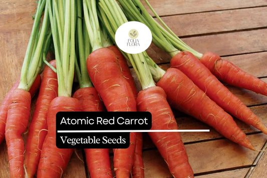 150 Seeds Atomic Red Carrot (Daucus carota) – Vibrant, Nutrient-Rich Red Carrot Variety