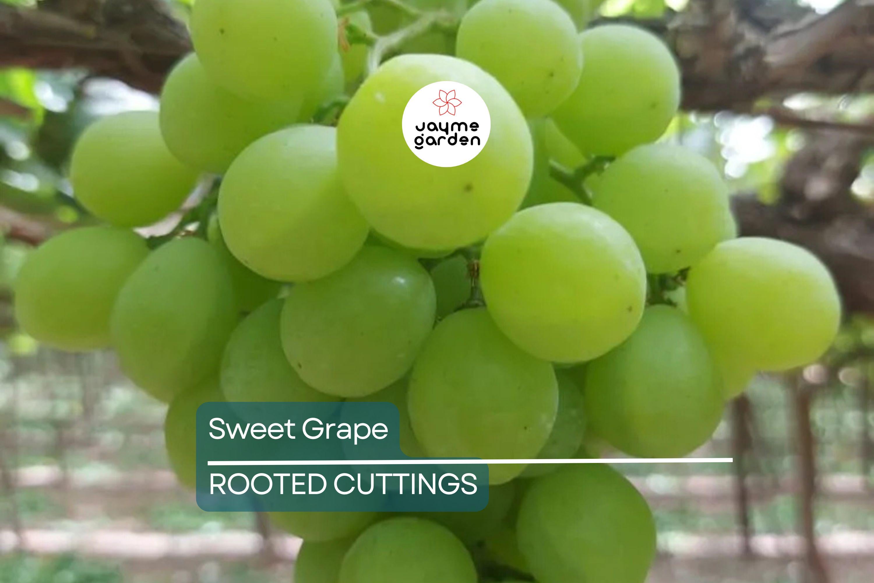 Sweet Seedless Green Grape Cutting Vine - Rooted Live Plant - Ready to Plant, Easy Care Grape Vine