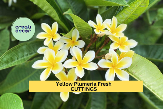 2 Yellow Plumeria Cuttings – 10" Unrooted Single-Head Stems | Plumeria rubra Tropical Flowering Tree for Pots, Borders, or Gardens