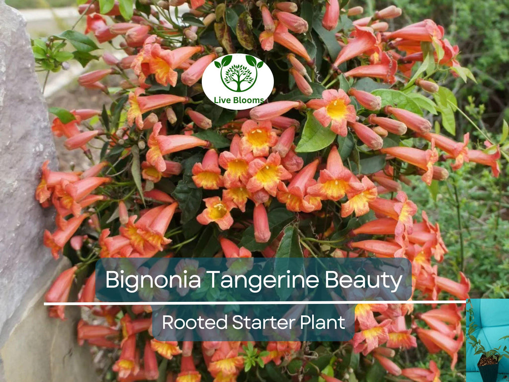 1 Bignonia "Tangerine Beauty" Crossvine Rooted Starter Plant | Bignonia capreolata | Fast-Growing Vine for Garden & Trellises
