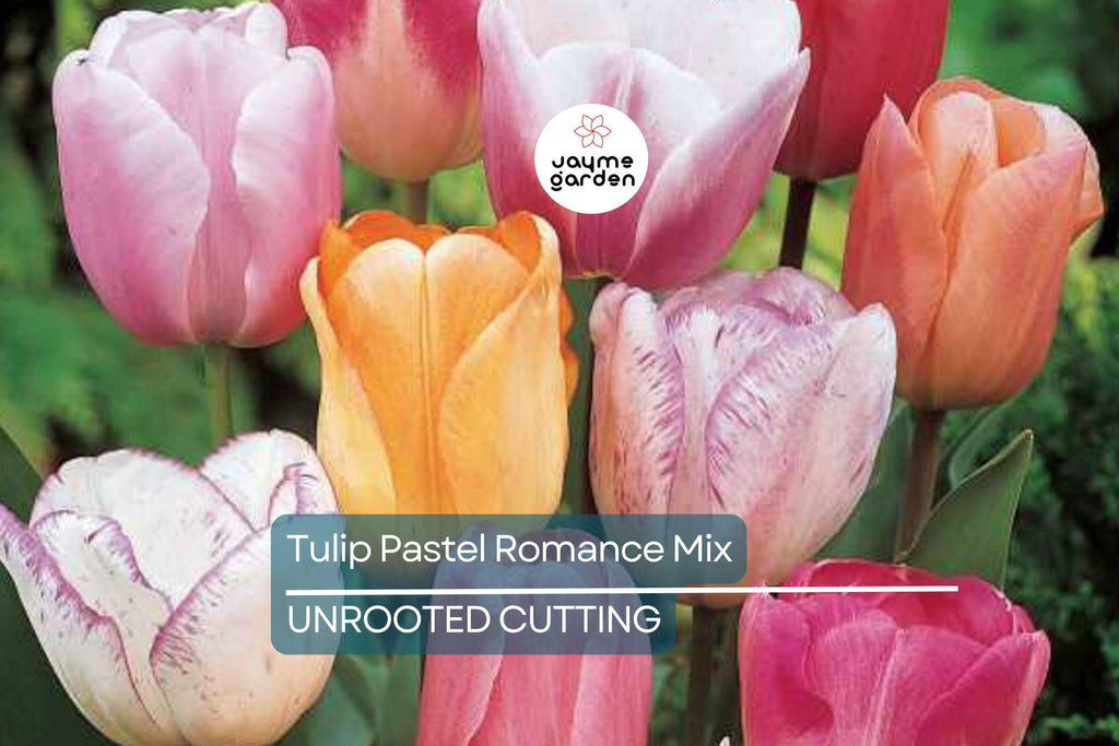 Tulip Pastel Romance Mix - 5 Bulbs, Pink, Purple, White, Salmon Yellow Blooms, Perfect for Gardens, USDA Zones 3-8