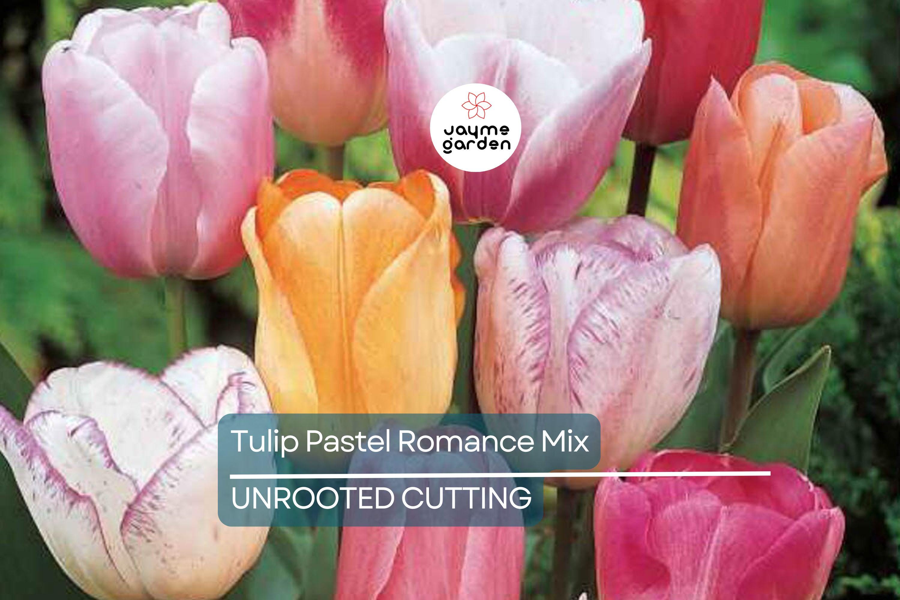 Tulip Pastel Romance Mix - 5 Bulbs, Pink, Purple, White, Salmon Yellow Blooms, Perfect for Gardens, USDA Zones 3-8