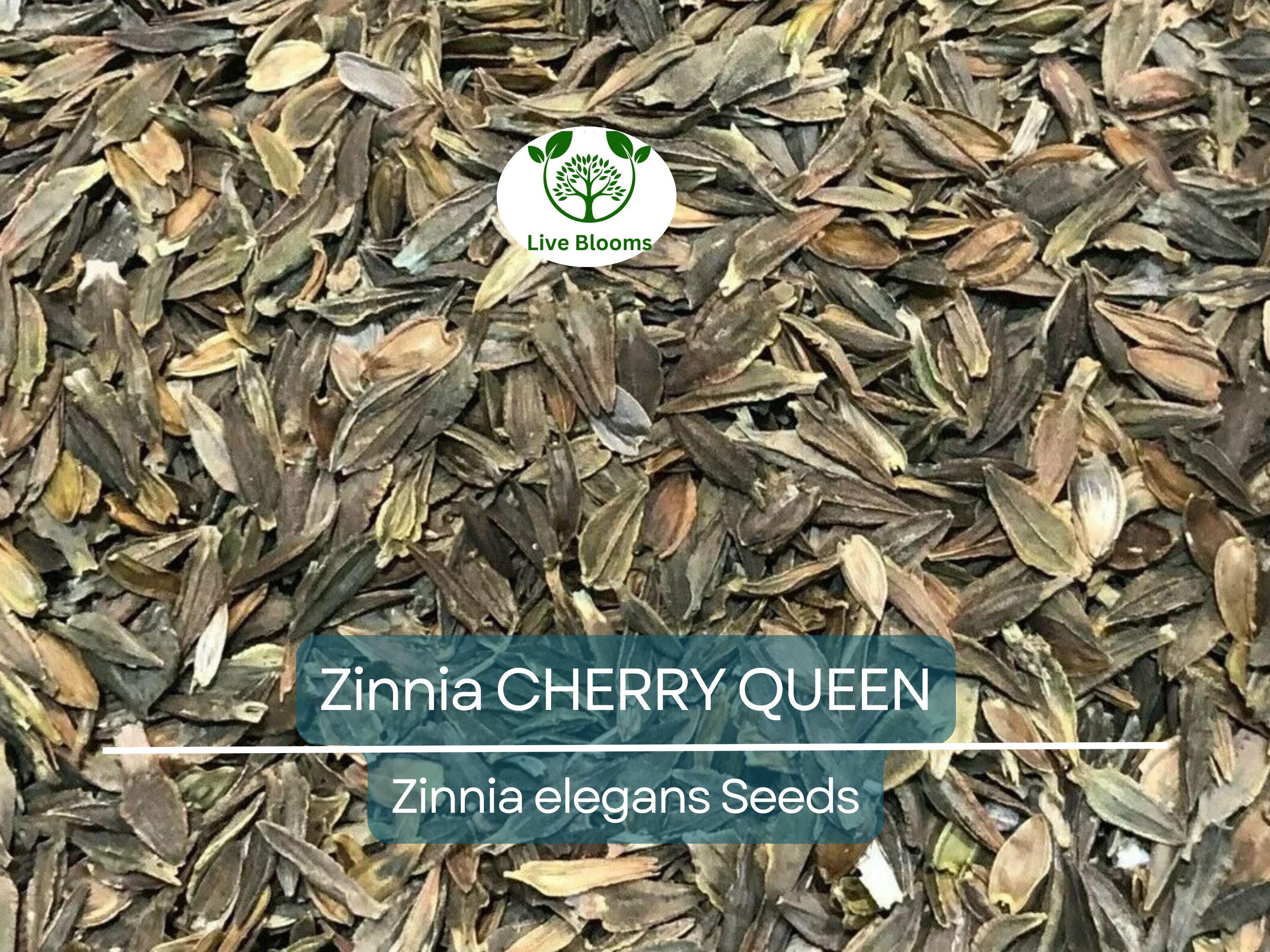 100 Zinnia CHERRY QUEEN Seeds - Red Scarlet Blooms, Cut Flowers, Non-GMO, Attracts Hummingbirds - Zinnia elegans