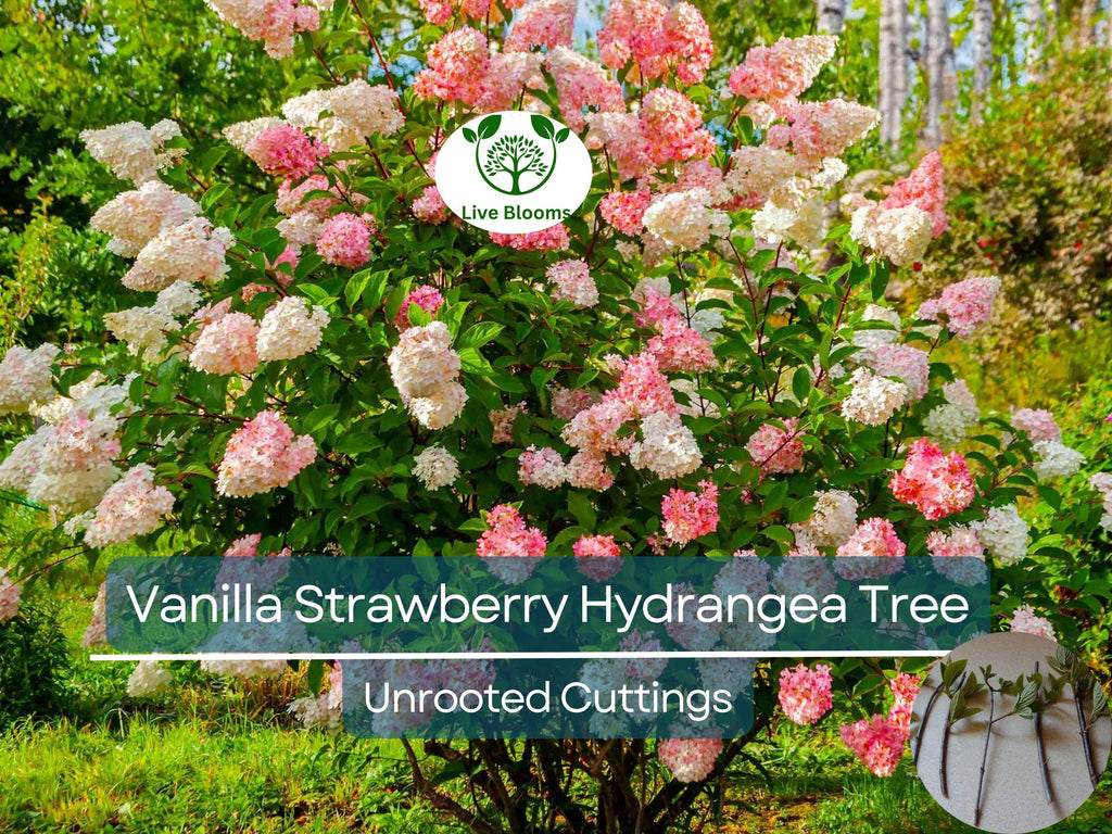 5 Fresh Unrooted Cuttings 4-7" Vanilla Strawberry Hydrangea Bush Tree - Hydrangea paniculata, Stunning Perennial, Ornamental Garden Shrub