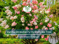 5 Fresh Unrooted Cuttings 4-7" Vanilla Strawberry Hydrangea Bush Tree - Hydrangea paniculata, Stunning Perennial, Ornamental Garden Shrub