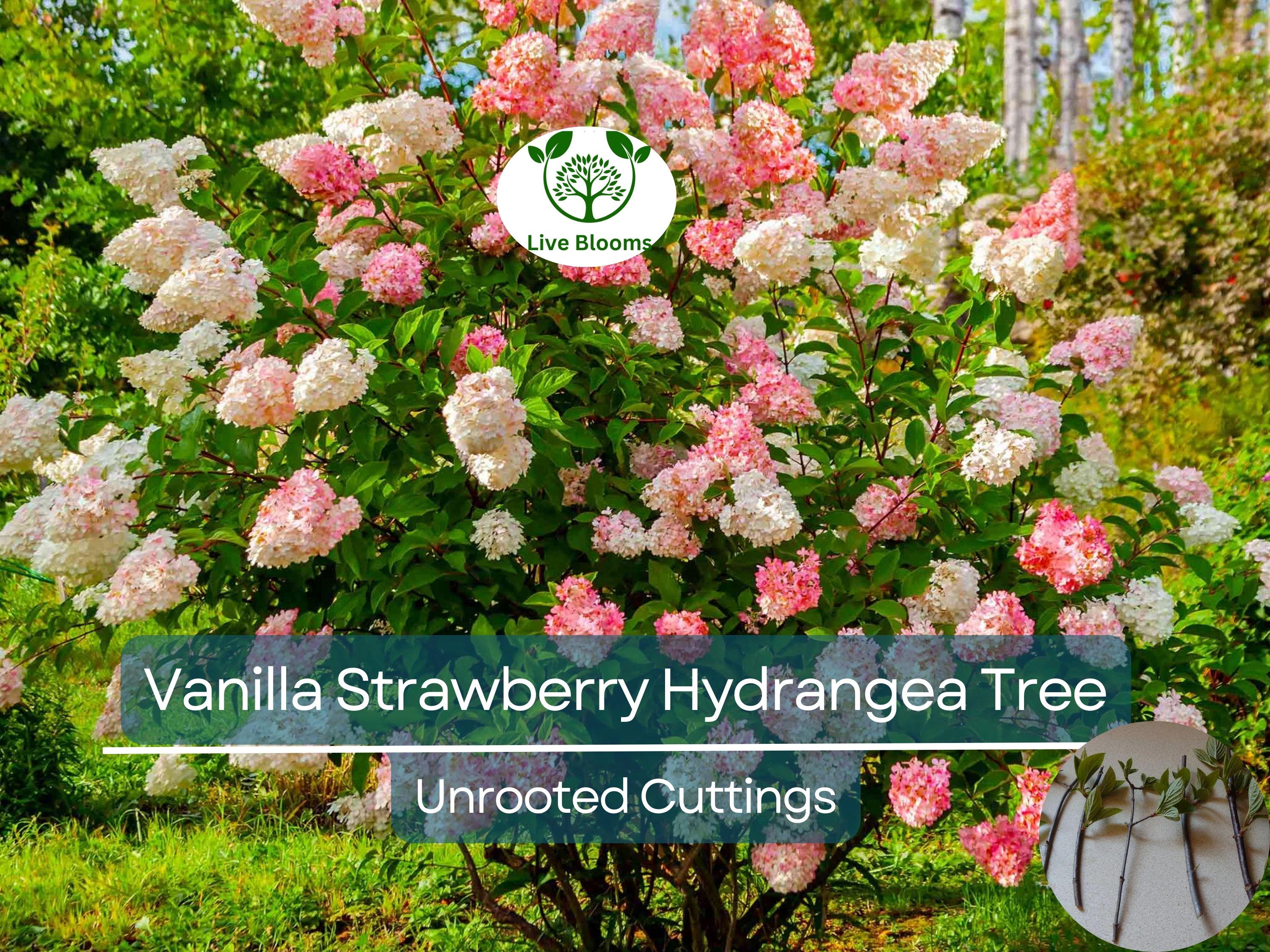 5 Fresh Unrooted Cuttings 4-7" Vanilla Strawberry Hydrangea Bush Tree - Hydrangea paniculata, Stunning Perennial, Ornamental Garden Shrub