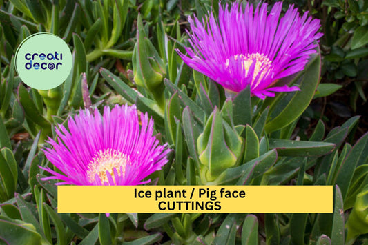 48 Ice Plant Cuttings – Live Unrooted Succulent Stems for Rooting | Fast-Spreading Ground Cover for Backyard, Rock Gardens, or Slopes