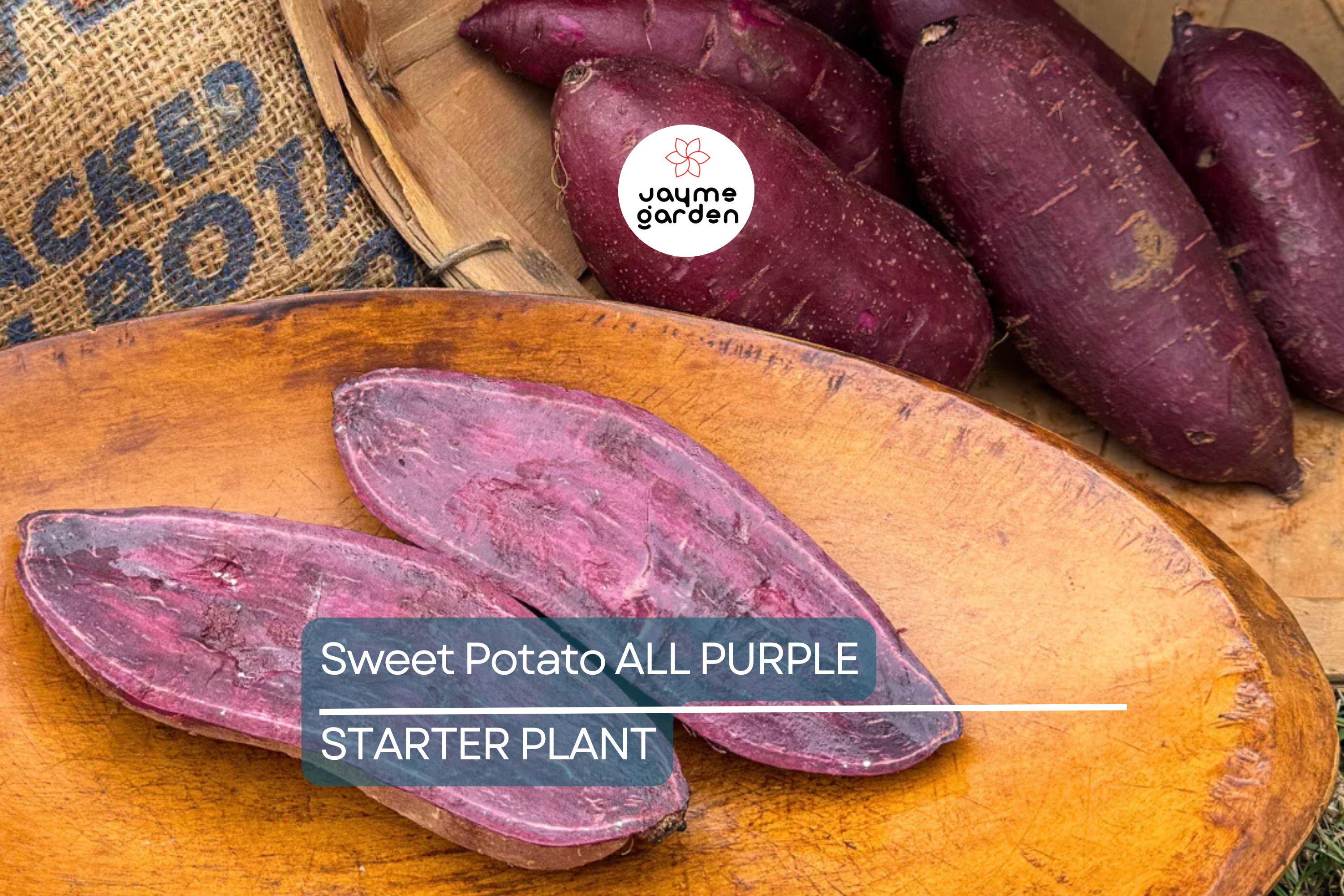 5 Pounds All Purple Sweet Potato - Organic, Ready to Grow - Japanese Variety, Fast-Growing, Hardy, and Nutritious