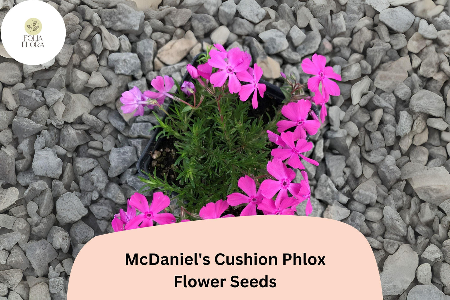100+ McDaniel's Cushion Phlox Seeds – Creeping Groundcover Flowers, Phlox subulata