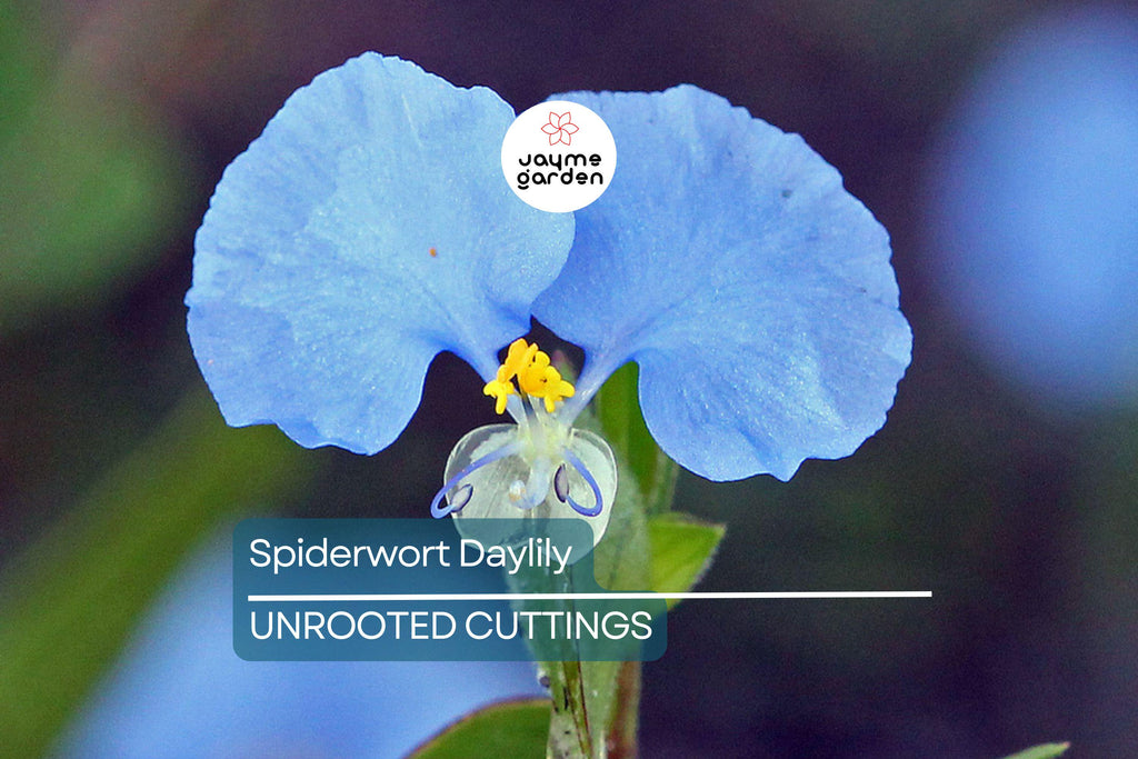 15 Spiderwort Day Lily Cuttings - Wandering Jew Blue - Fresh Cutting, Easy to Care Houseplant