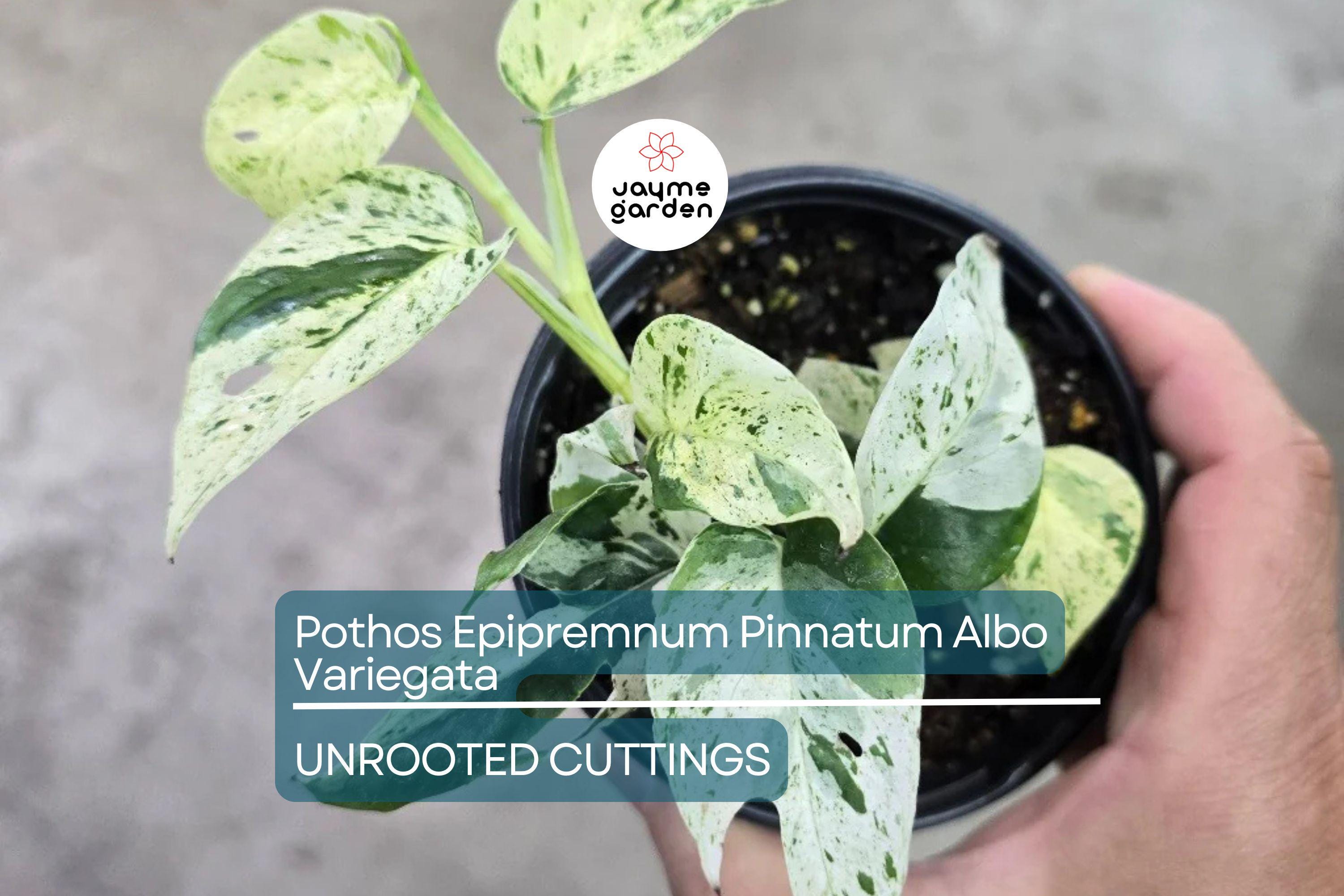 Pothos Epipremnum Pinnatum Albo Variegata Cuttings, Beautiful Fenestrated Leaves, Low Maintenance, Ideal for Climbing