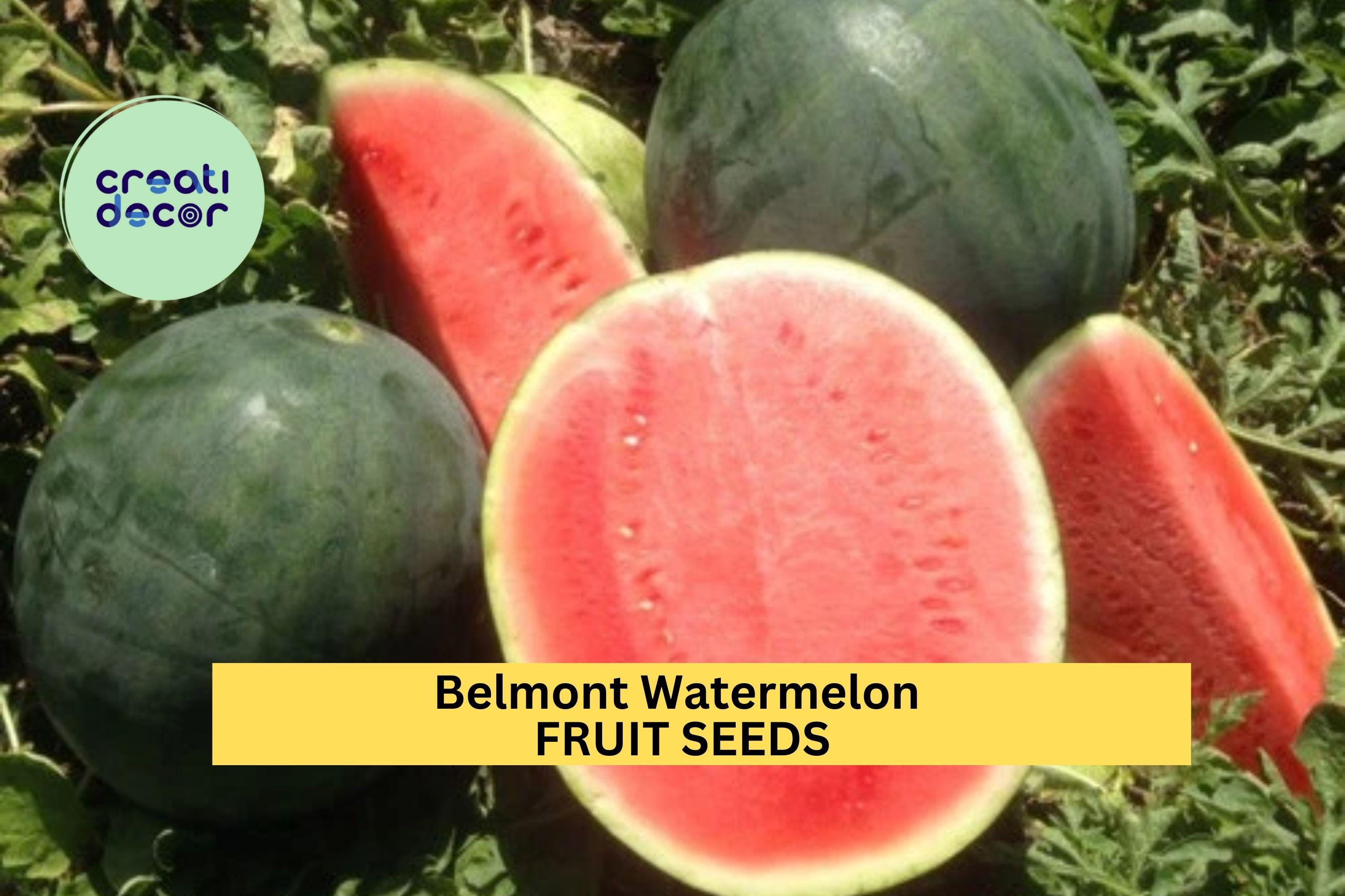 50+ Belmont Watermelon Seeds – Sweet Red-Fleshed Melons for Garden Planting, High-Yield Summer Fruit Variety – USA