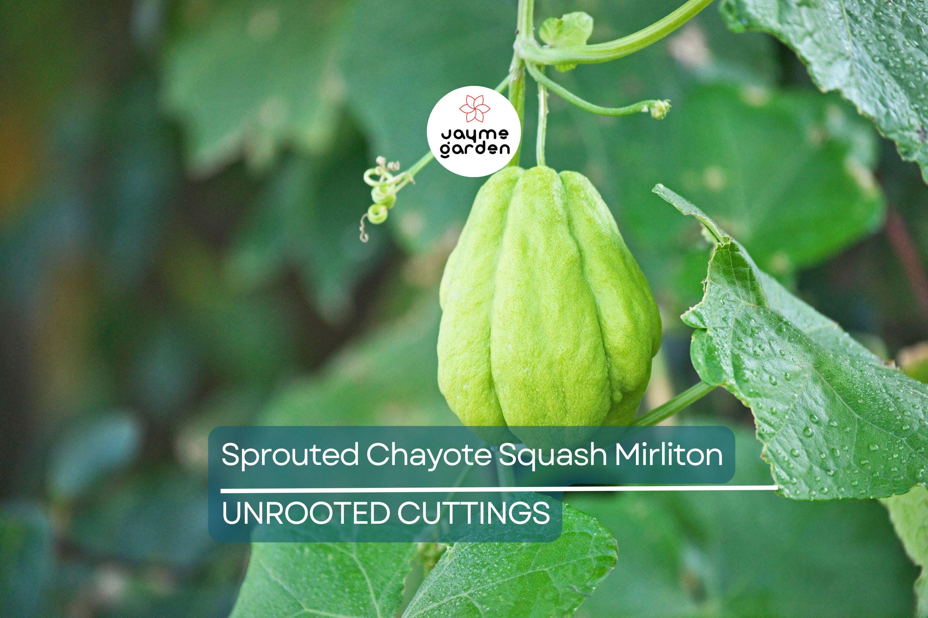 3 Sprouted Chayote Squash Mirliton Live Plants – Ready to Plant – Fast Growing – Fresh & Healthy