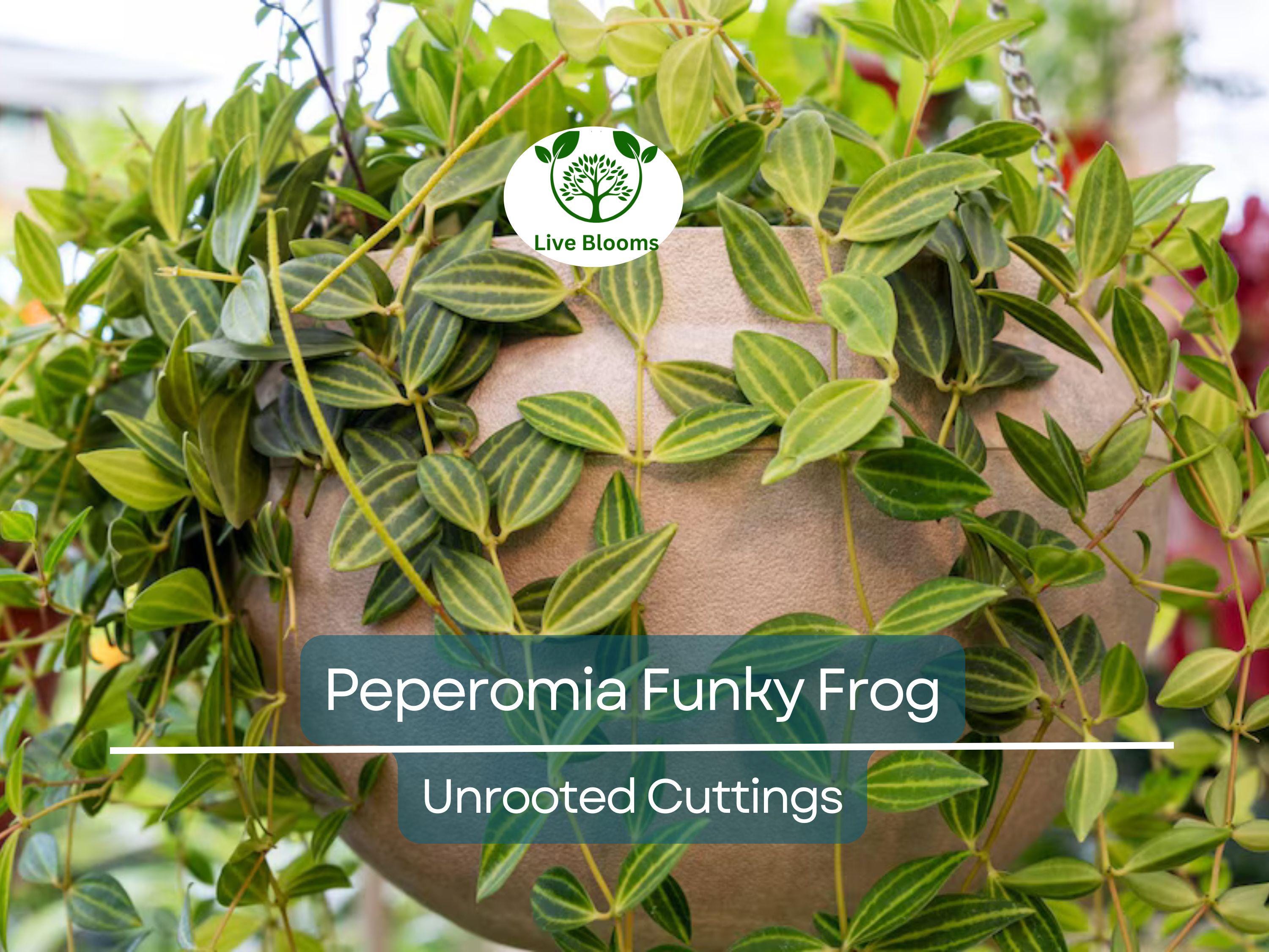 5 Peperomia Angulata Variegated Funky Frog 4" Unrooted Cuttings - Rare Peperomia Houseplant, Easy Care Succulent, Perfect for Propagation