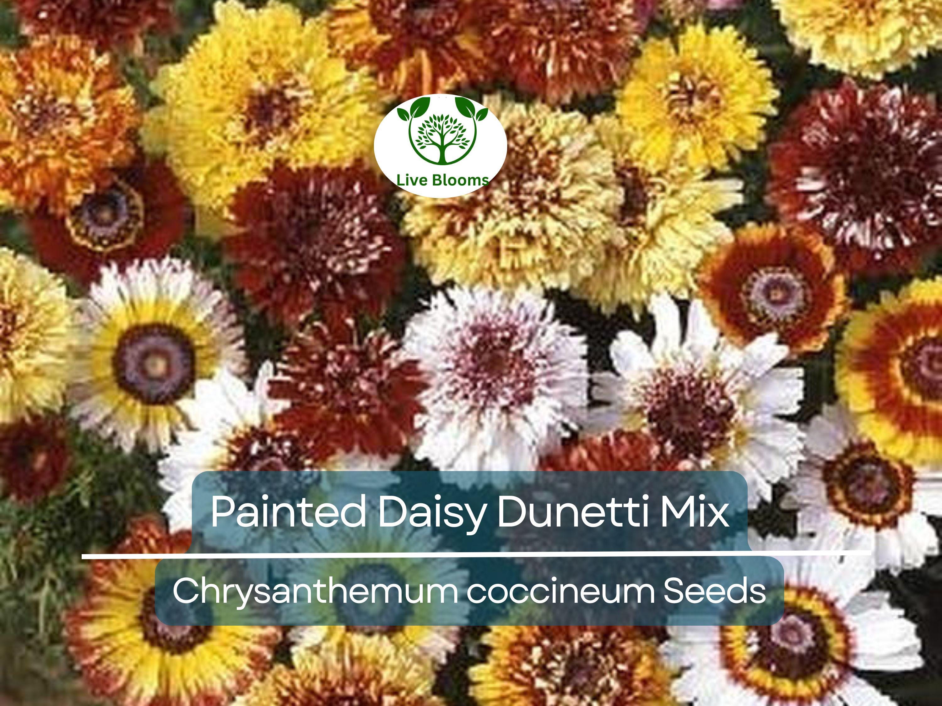 100 Painted Daisy Dunetti Mix Seeds - Chrysanthemum coccineum, Heirloom Perennial, Colorful Blooms, Non-GMO, Pollinator-Friendly
