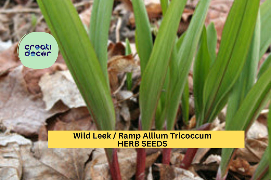 3pcs of 10 Seeds Wild Leek Ramp – Allium Tricoccum Heirloom Native Edible Onion Garlic Flavor Seeds for Woodland Gardens Seeds for Planting