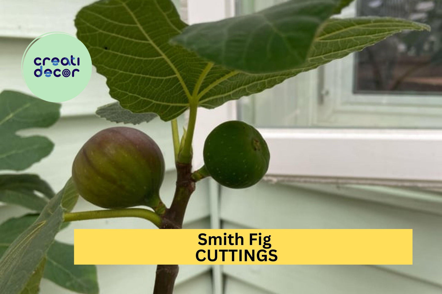 5 Smith Fig Cuttings + FREE Willow Water – Unrooted Hardwood for Propagation, Sweet Heirloom Variety for Home Orchards – USA