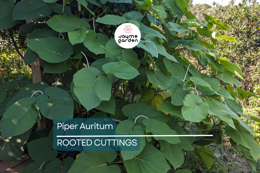 2 Piper Auritum Root Beer Plants (Hoja Santa) - Edible Mexican Pepperleaf, Ornamental