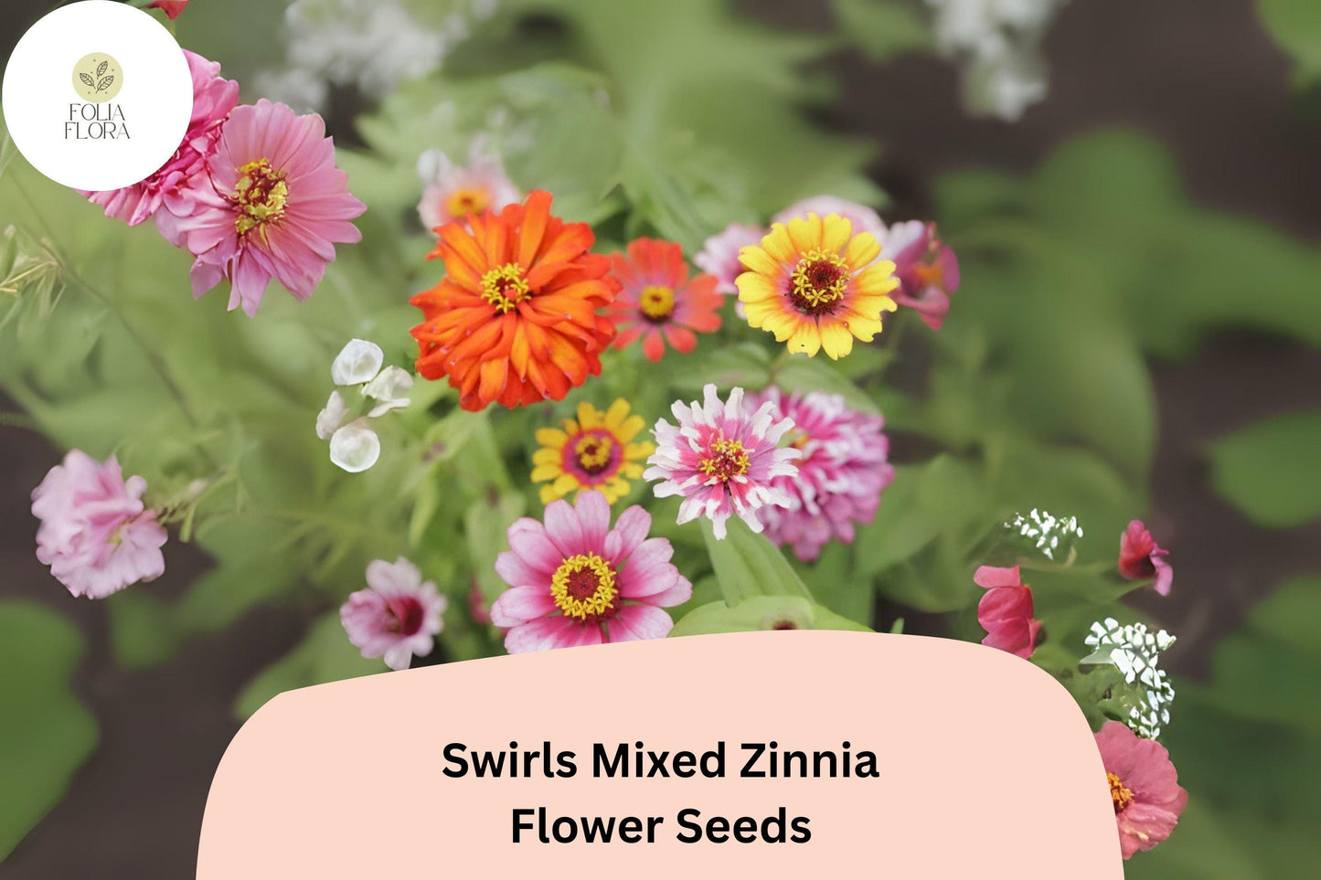 100+ Swirls Mix Zinnia Seeds – Colorful Heirloom Non-GMO Annual Flowers for Garden Planting & Cut Arrangements