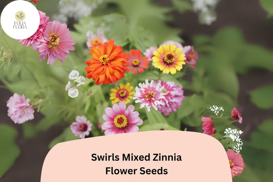 100+ Swirls Mix Zinnia Seeds – Colorful Heirloom Non-GMO Annual Flowers for Garden Planting & Cut Arrangements