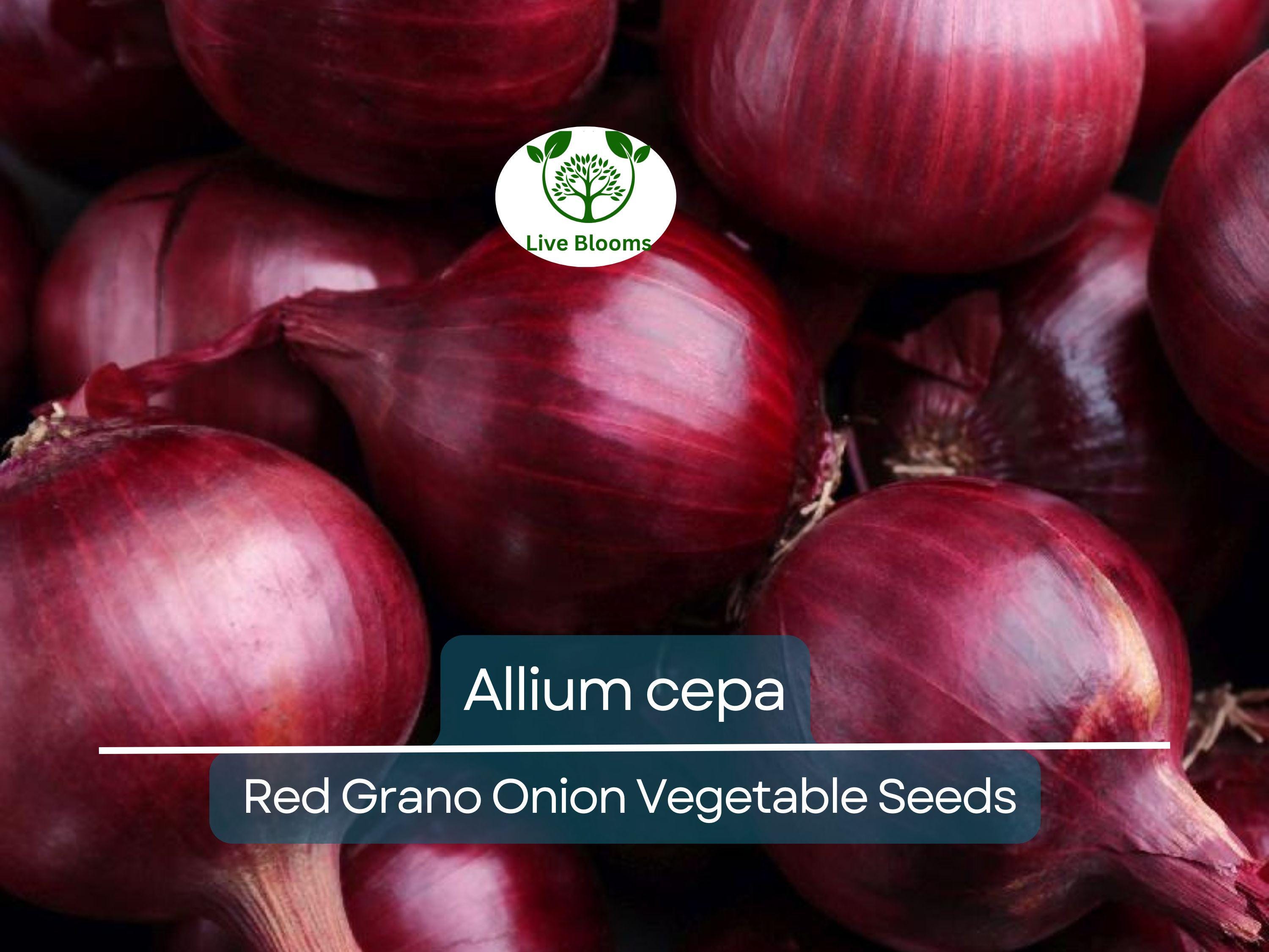 250 mg Seeds Onion Red Grano – Allium cepa | Heirloom Red Onion Seeds for Planting, Gardening & Flavorful Harvests