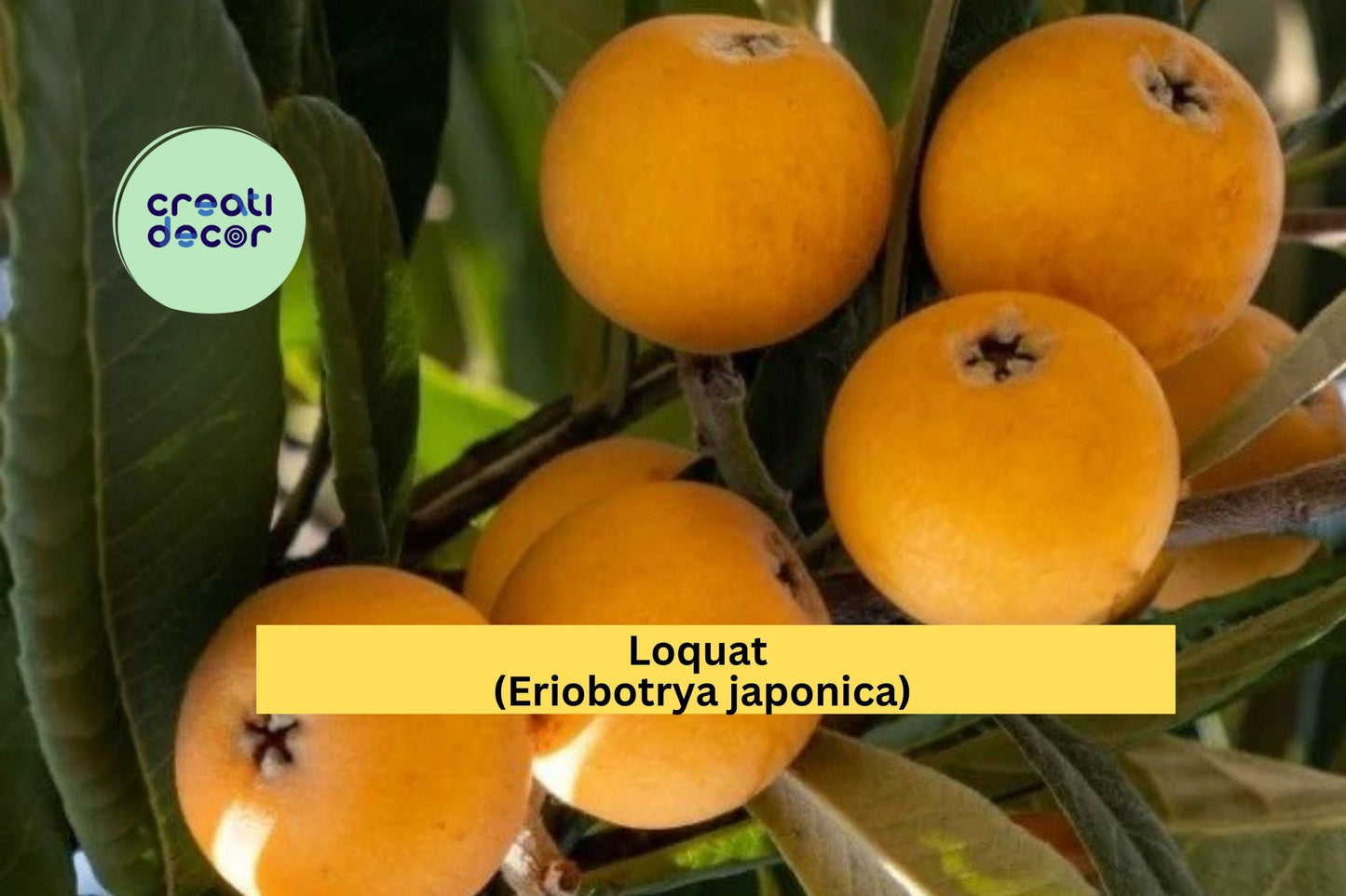 Loquat Tree Scions | 3 Fresh Eriobotrya japonica Cuttings | Live Fruit Tree Wood for Grafting or Rooting Propagation