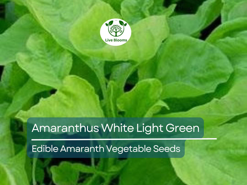 500 Edible Amaranth Seeds - Amaranthus White Light Green | Chinese spinach | Nutritious Leafy Green for Planting, Gardening & Culinary Use